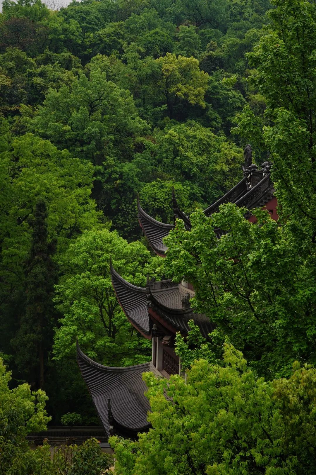 极乐美景图片